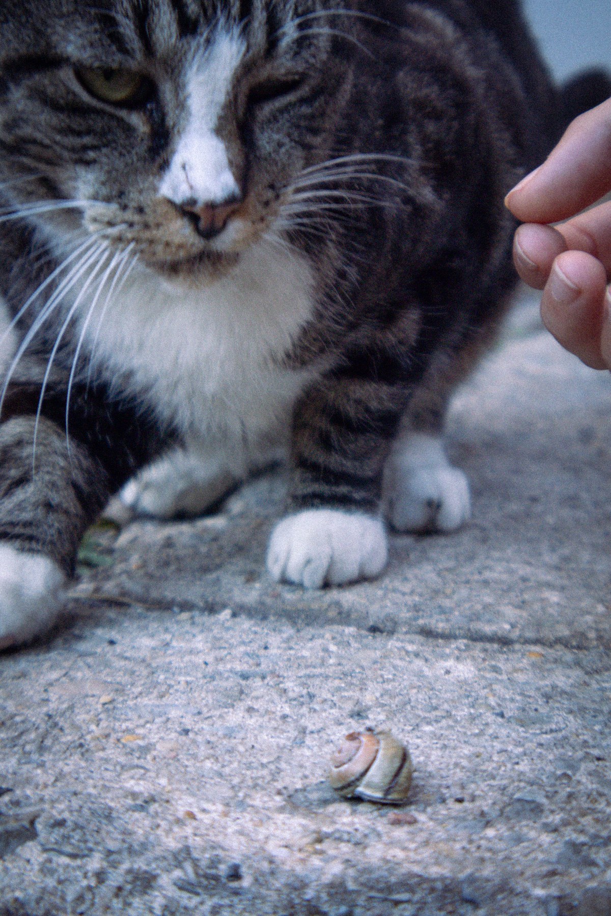 Cat and a snail